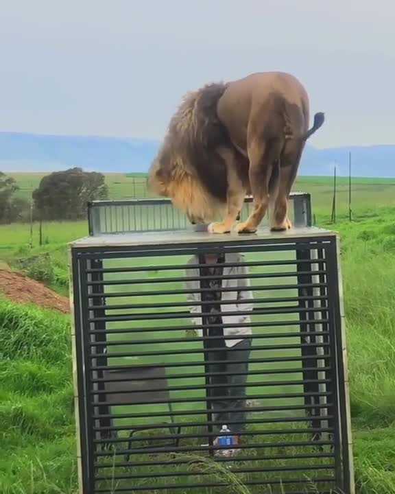 When People Lose Freedom & Are Forced to Live in Fear, While Animals Roam Free - We Have Failed