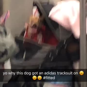Dog in stroller wearing red adidas tracksuit, on subway train