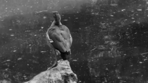 Free video. The bird (duck) is resting near the water. Black and white colors
