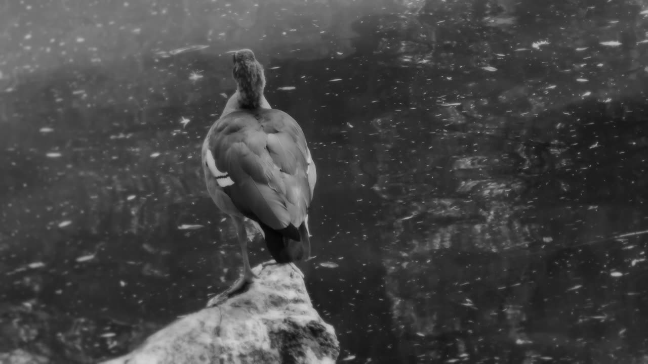 Free video. The bird (duck) is resting near the water. Black and white colors