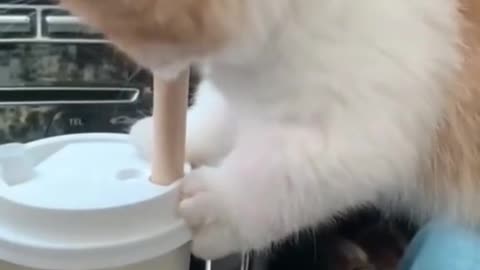 kitten can’t drink