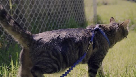 Cat walking through grass on sunny day