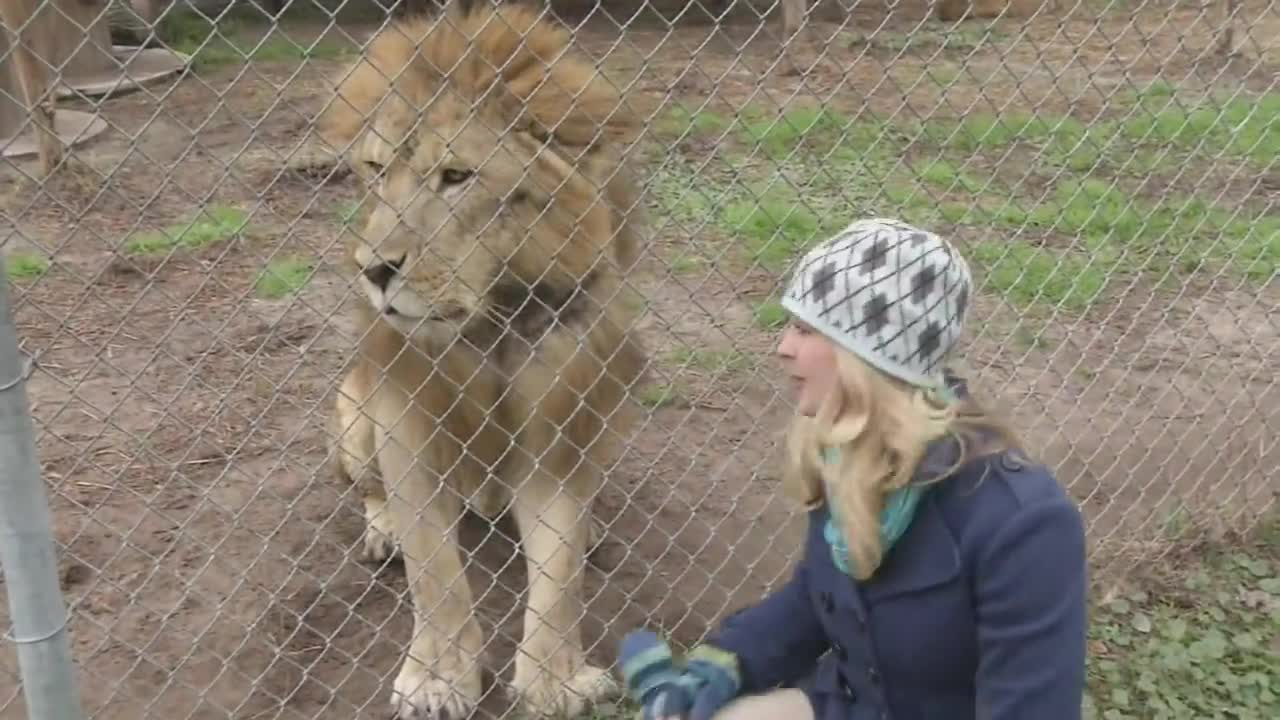 Lion Snapped Reporter After Initial Cooperation