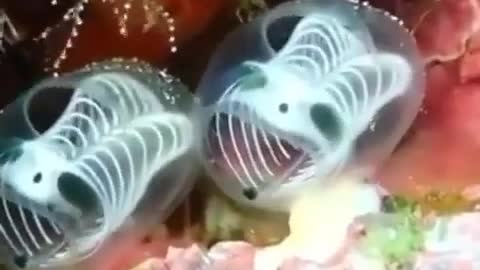 This is a beautiful and charming water-dwelling species