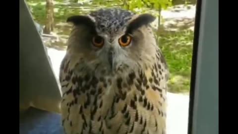 It's so funny to me that a large part of an owl's charm is how irritated it looks all the time.