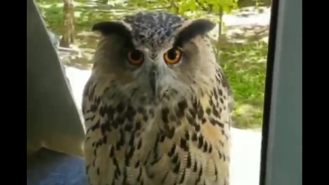 It's so funny to me that a large part of an owl's charm is how irritated it looks all the time.