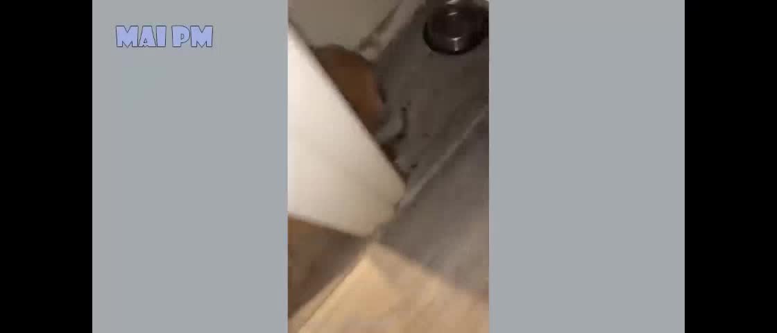 Funny dogs (part 2)
