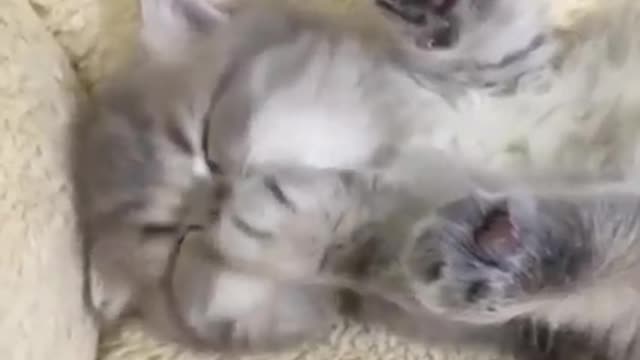 Cat cat chat 🐱