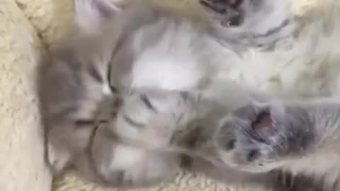 Cat cat chat 🐱