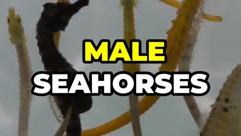 "Did You Know? Male Seahorses Give Birth!"