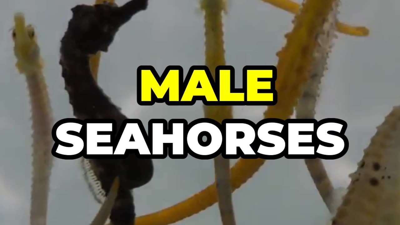 "Did You Know? Male Seahorses Give Birth!"