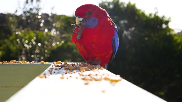 Parrot bird while eating