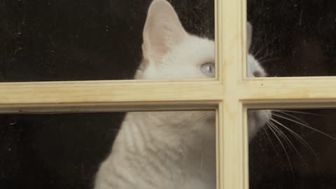 A white cat looking out the window.