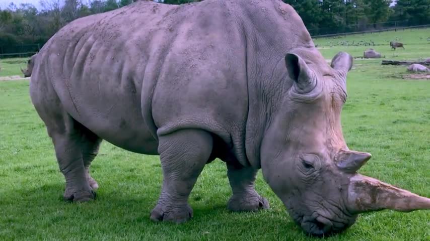 Rhinoceroses graze happily among giraffes during African safari