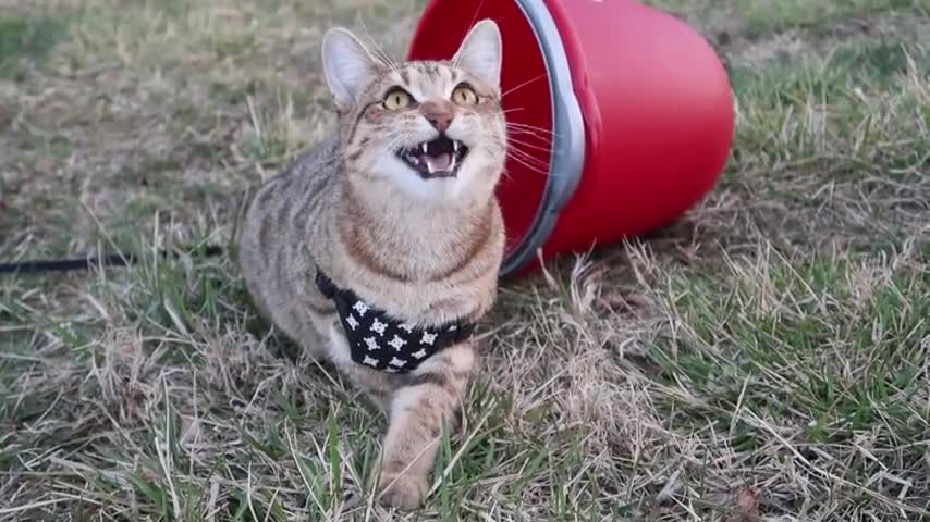 Crazy katty chirps at the birds in the tree