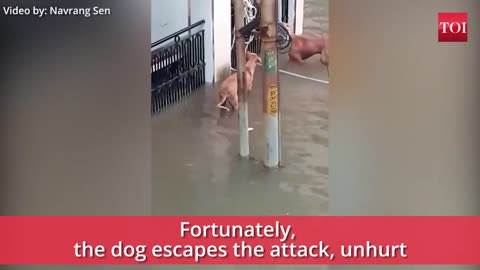 rains: When a crocodile almost made a meal of dogs