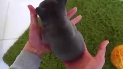CUTE DOG JUST WANT TO PLAY