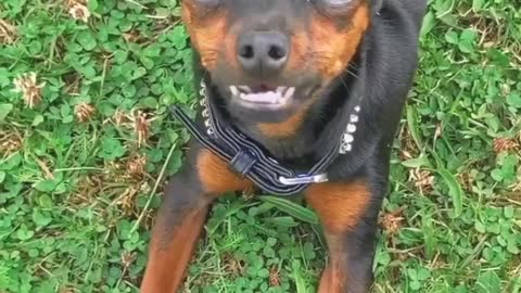 Funny dog video 😂😂🐕 #short