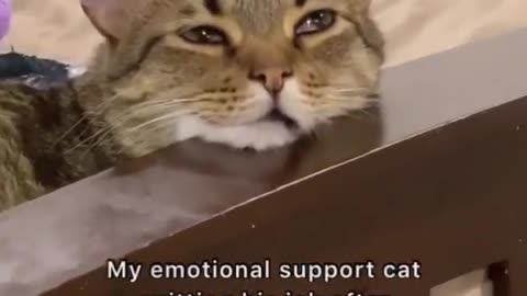 My Emotional Support Cat Quitting