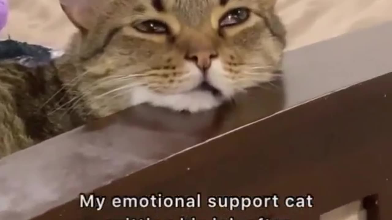 My Emotional Support Cat Quitting