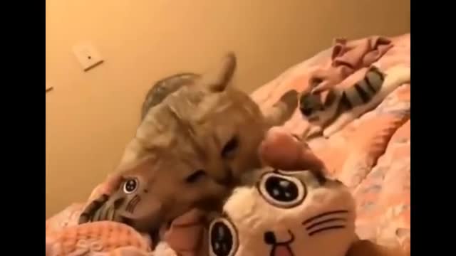 Funny Home pets Videos 2021-3