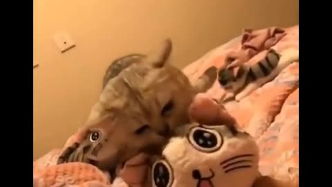 Funny Home pets Videos 2021-3