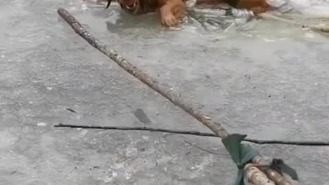 "dog is human best friend