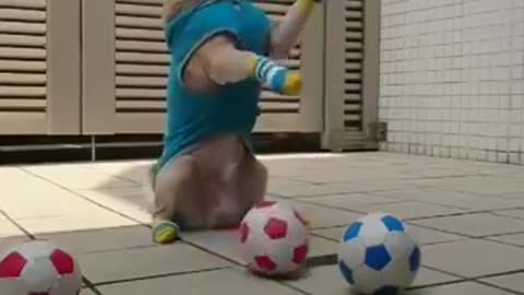 playing dog with ball