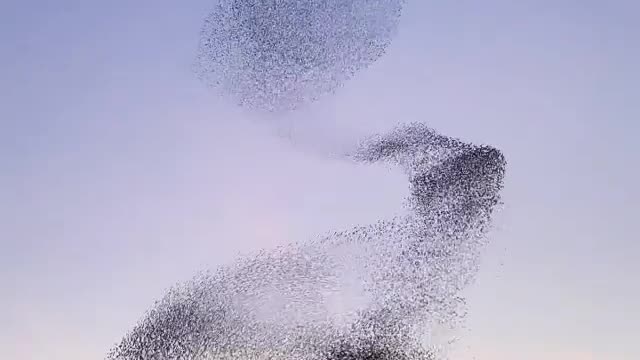 A big murmuration of starlings dancing a magical show at the end of the day.😍👂💎