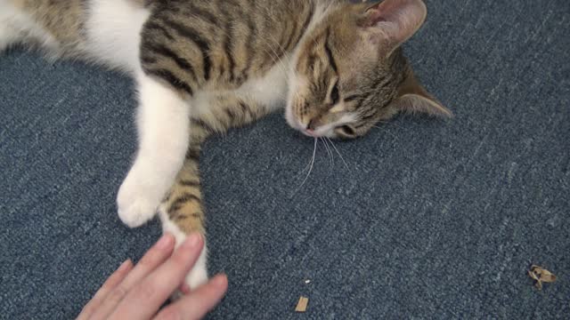 The Cutest Pink Paw Beans