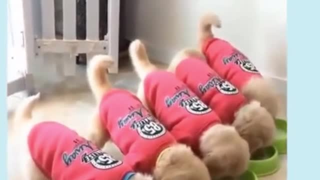 THE CUTE CUTEST PET VIDEO 4