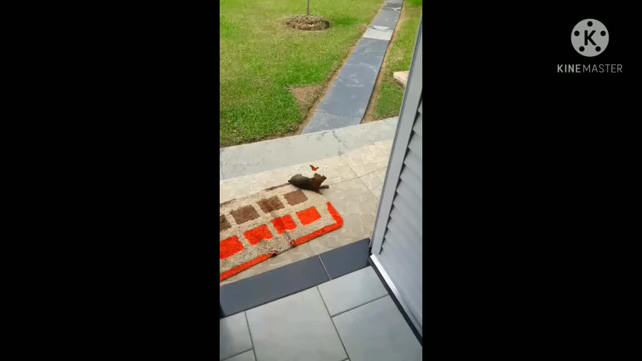 Puppy playing with a butterfly is to recharge our energies positivity🐶🦋 incredible