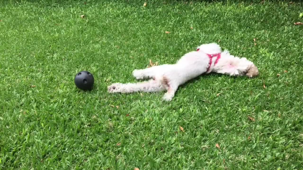 Cute Dogs videos Compilation cutest moment of the animals - cute puppies #1