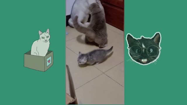 cat is funny