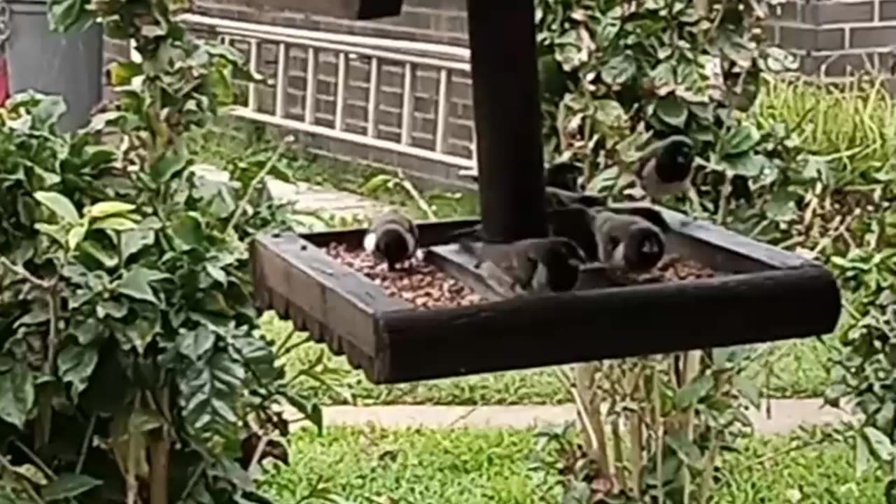 Little Finches feasting