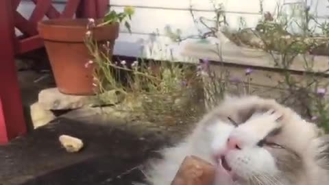 Fluffy white cat cooling off with tuna popsicle