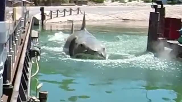 Did you know shark can do this ?