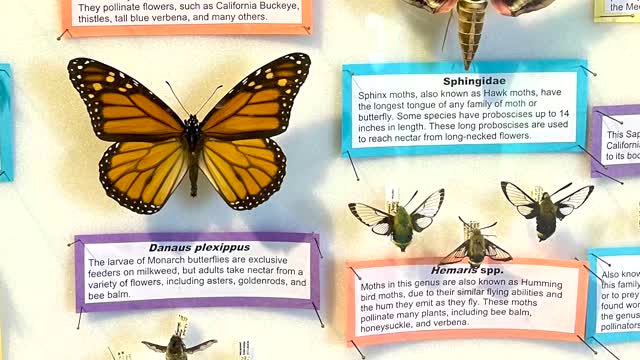 How to love insects by using humor
