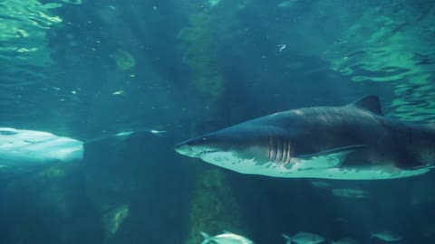 shark on the seabed