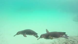 We 💙 swimming with penguins, so we're celebrating