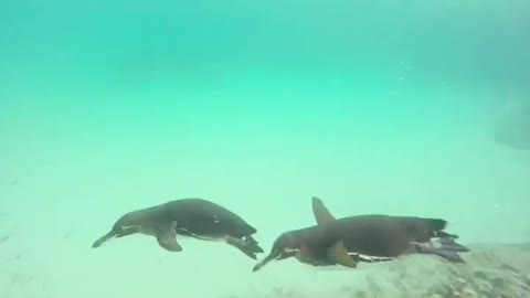 We 💙 swimming with penguins, so we're celebrating