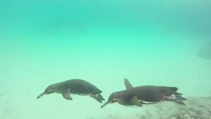 We 💙 swimming with penguins, so we're celebrating