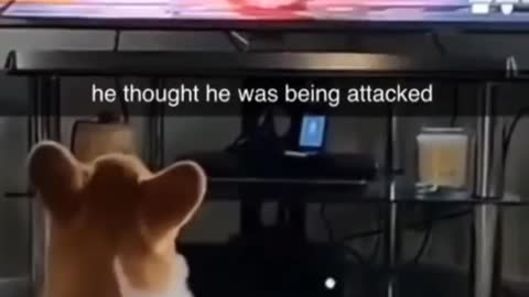 Funny dog