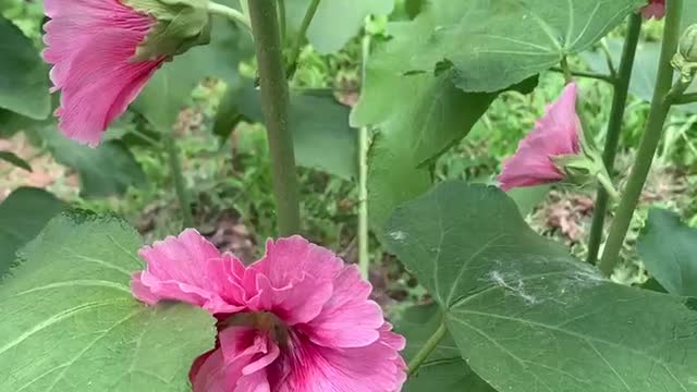The taste of summer, the beautiful dance of flowers and plants