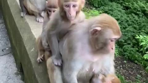 Cute & Funny Monkey