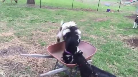 Funny animals vedios 😅😂