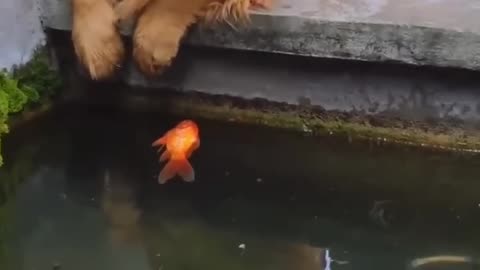 Smart 🐶😍 #shorts #dog #goldfish #goldfishpond