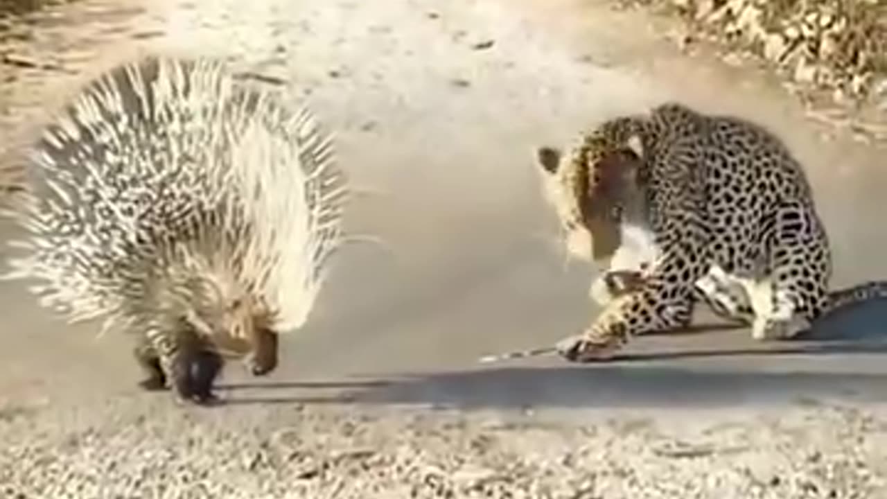 Funny Moments With Animals