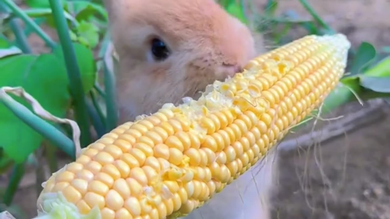 Cute rabbit