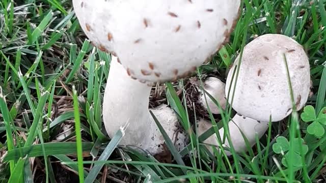 Fungi & Tiny Flies